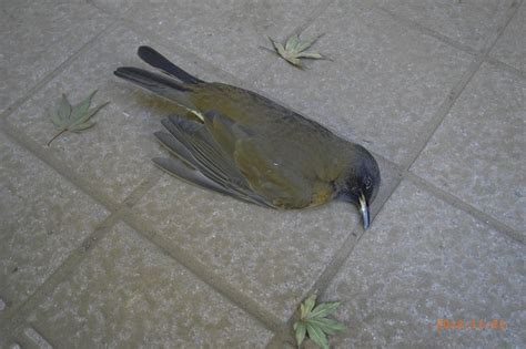 斑鳩死掉|斑鳩死掉怎麼處理？